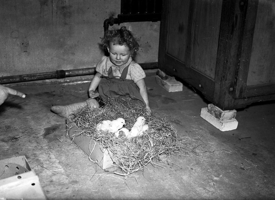Kuikens, Bestanddeelnr 902-6254