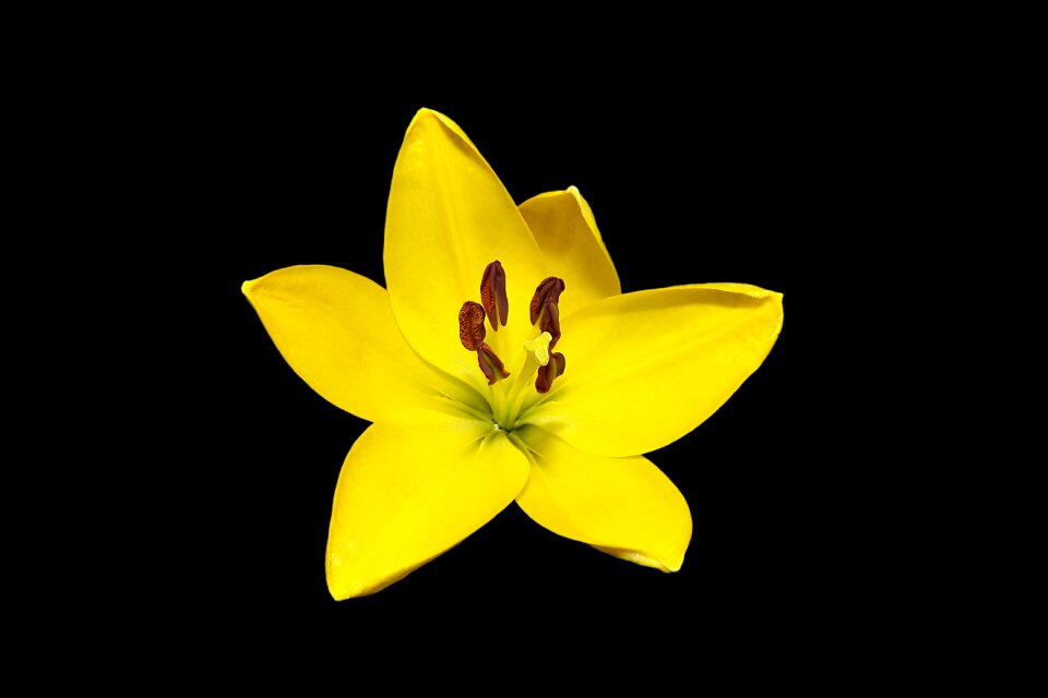 Lily yellow daylily