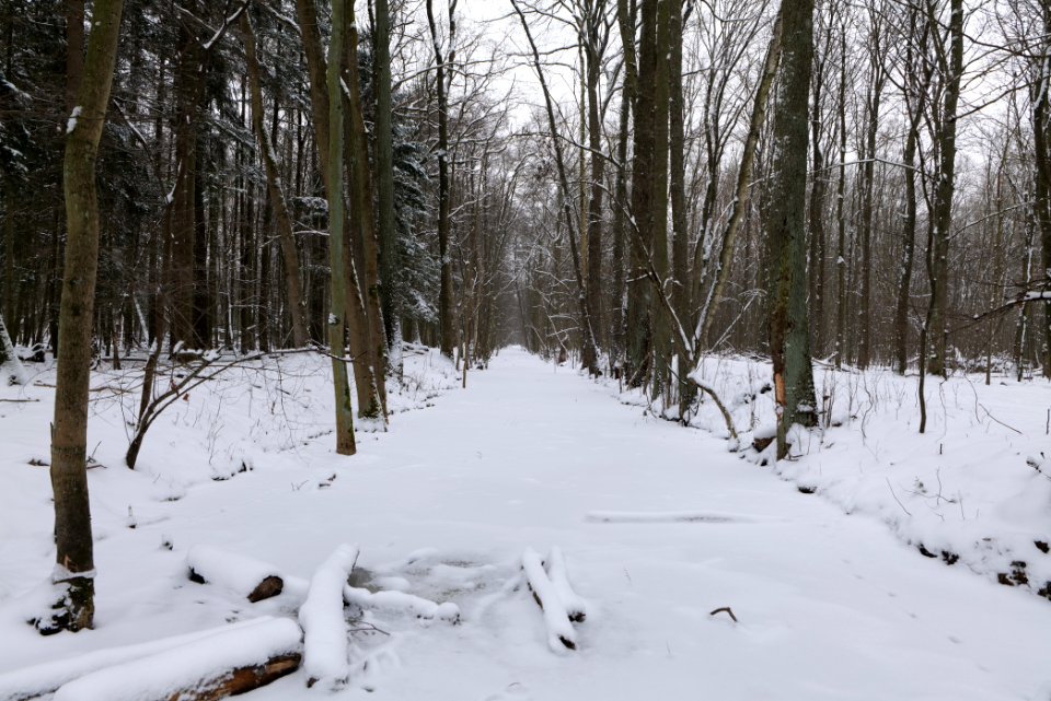 Kuhlake Spandauer Forst with ice and snow 2021-02-09 01