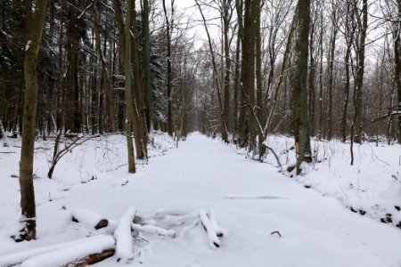 Kuhlake Spandauer Forst with ice and snow 2021-02-09 01