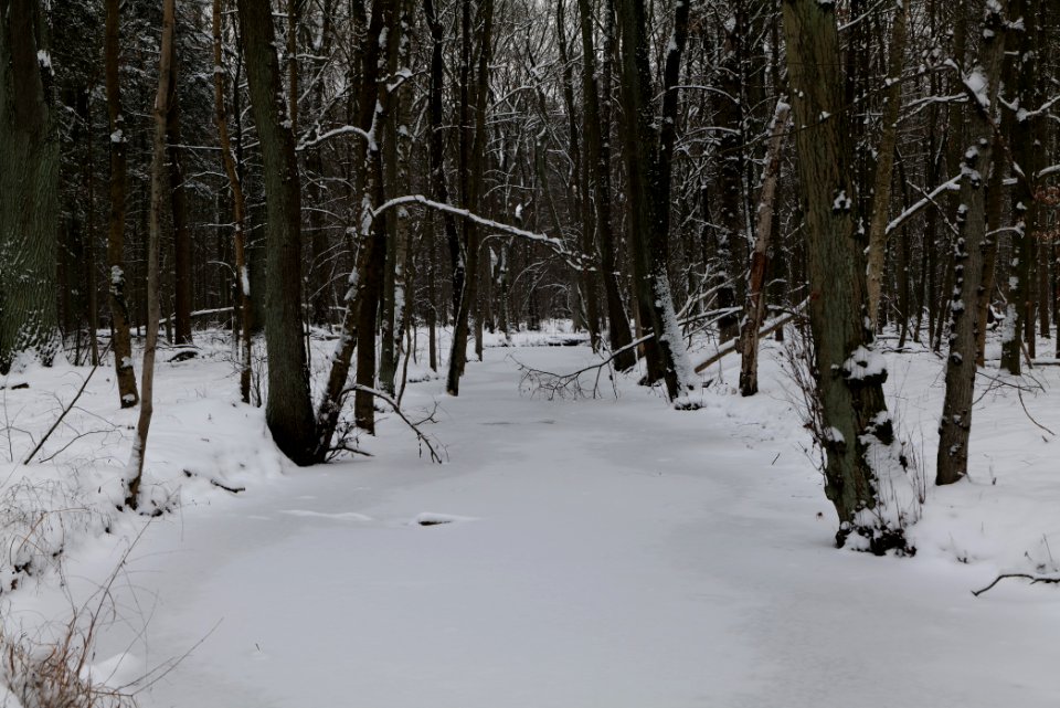 Kuhlake Spandauer Forst with ice and snow 2021-02-09 06