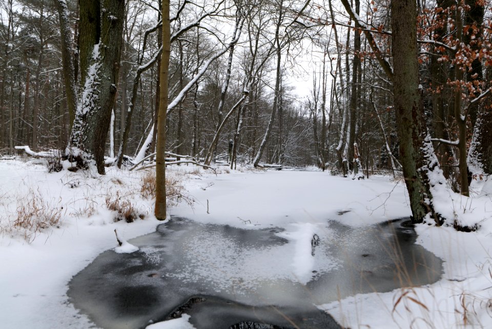 Kuhlake Spandauer Forst with ice and snow 2021-02-09 11
