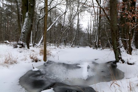 Kuhlake Spandauer Forst with ice and snow 2021-02-09 11