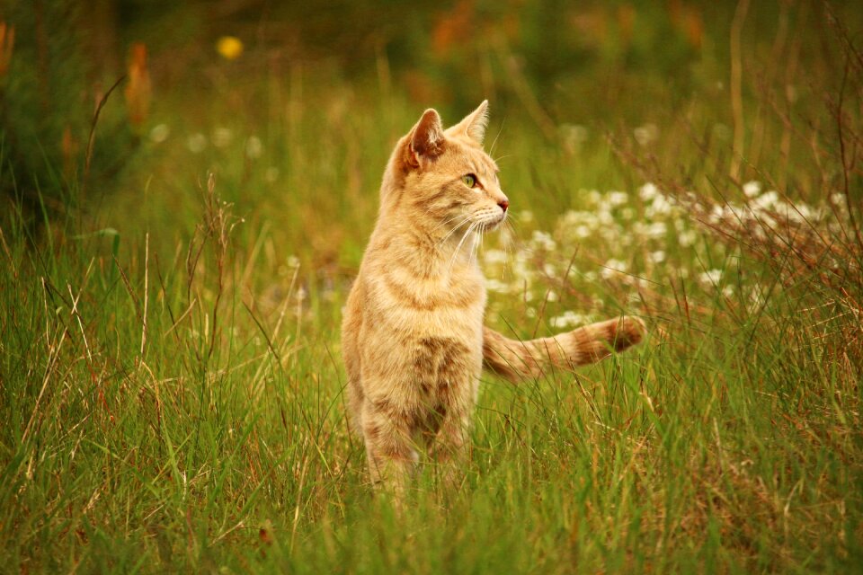 Tiger cat mieze breed cat