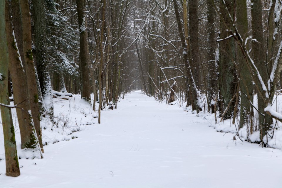 Kuhlake Spandauer Forst with ice and snow 2021-02-09 02