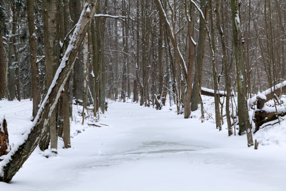 Kuhlake Spandauer Forst with ice and snow 2021-02-09 03