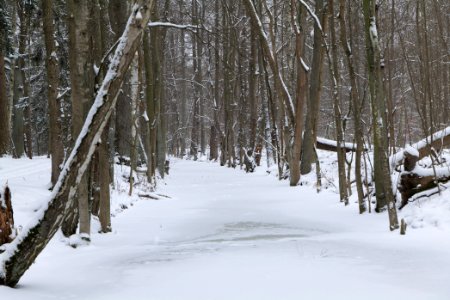 Kuhlake Spandauer Forst with ice and snow 2021-02-09 03
