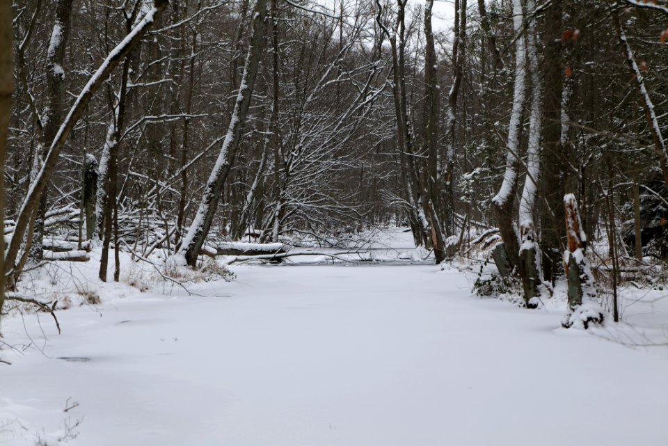 Kuhlake Spandauer Forst with ice and snow 2021-02-09 12