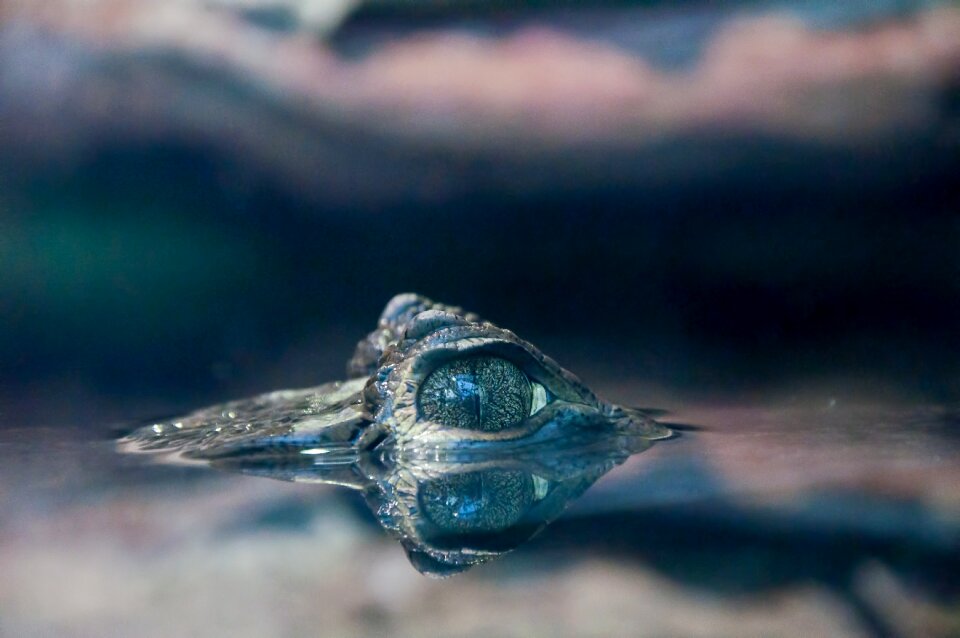 Predator eye dangerous