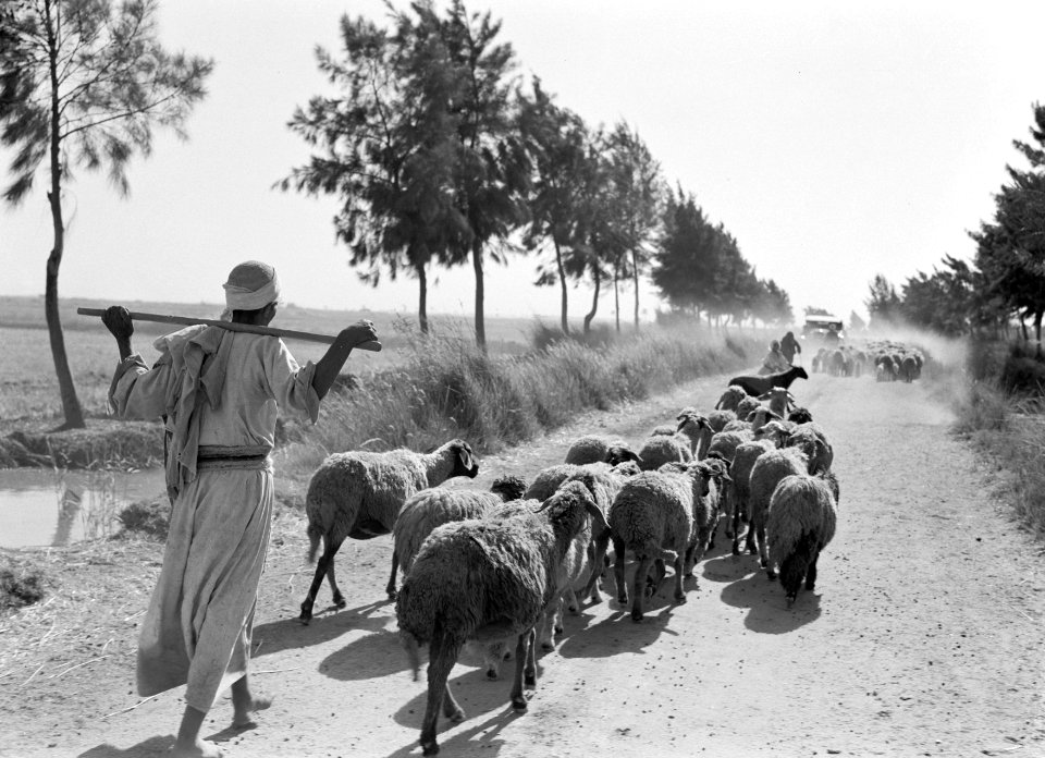 Kudde schapen op een landweg, Bestanddeelnr 191-0083