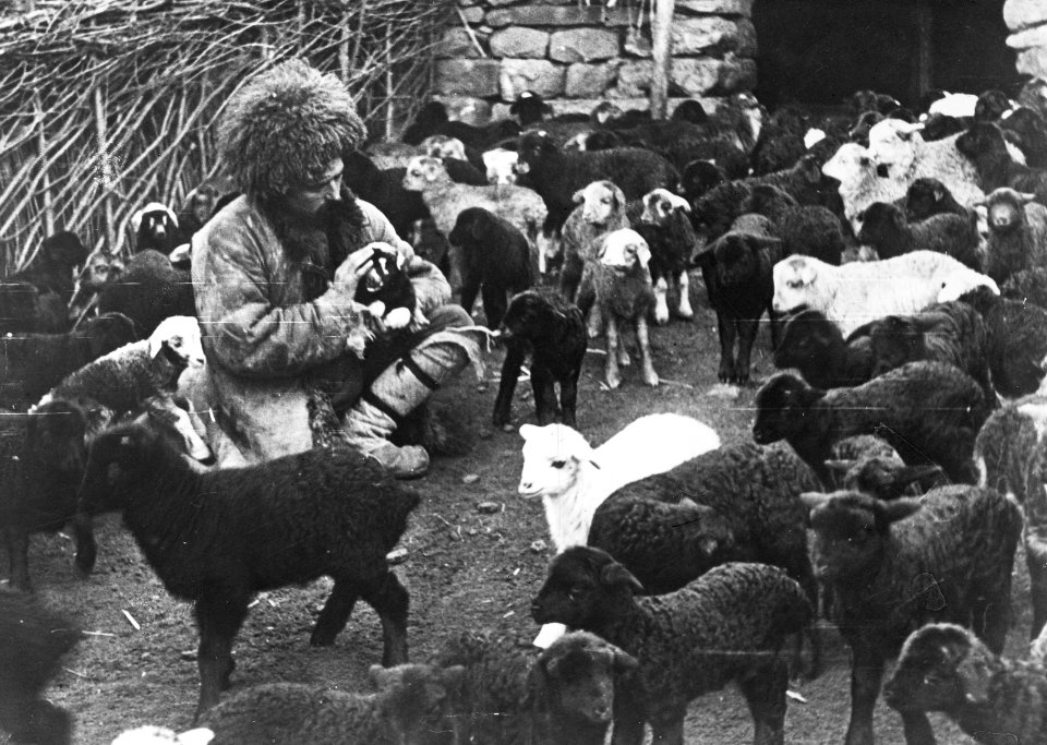 Kudde schapen met lammeren, Bestanddeelnr 195-0131