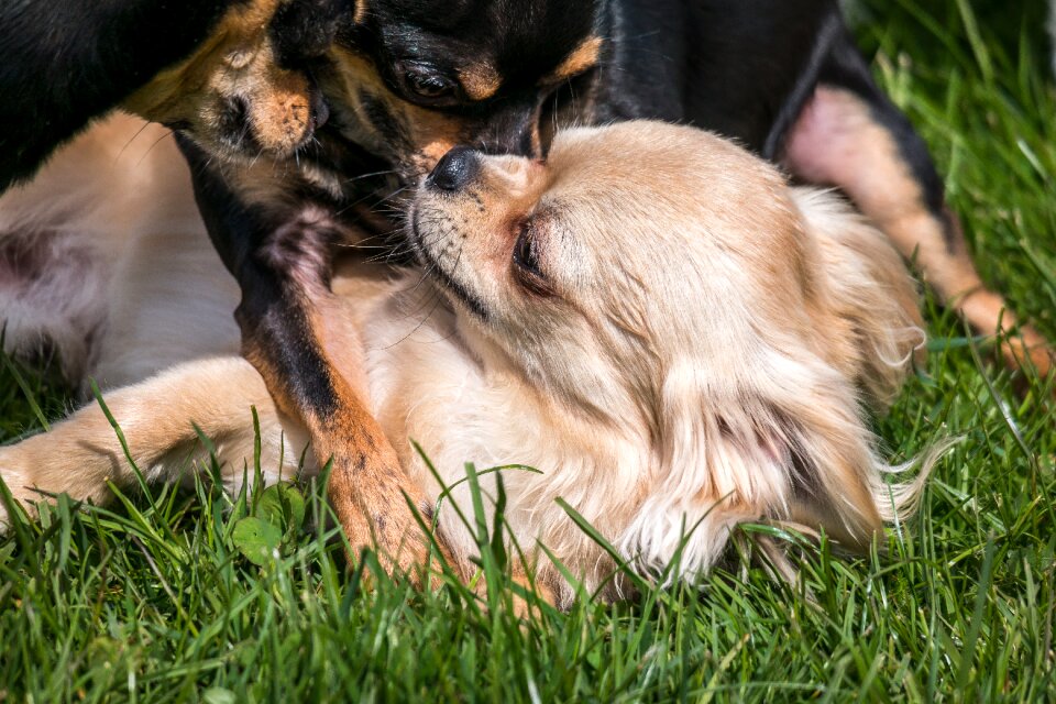 Play small small dog