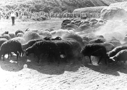 Kudde schapen, Bestanddeelnr 195-0129