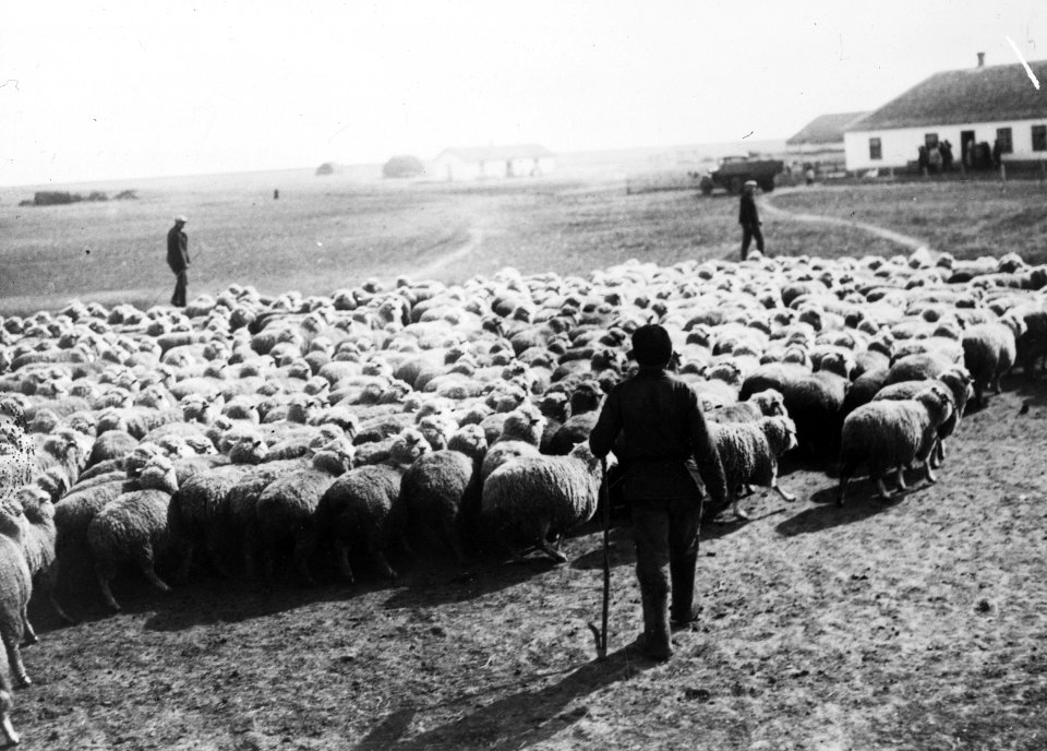Kudde schapen, Bestanddeelnr 195-0130