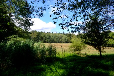 Kronberg, NSG Hinterste Neuwiese bei Kronberg