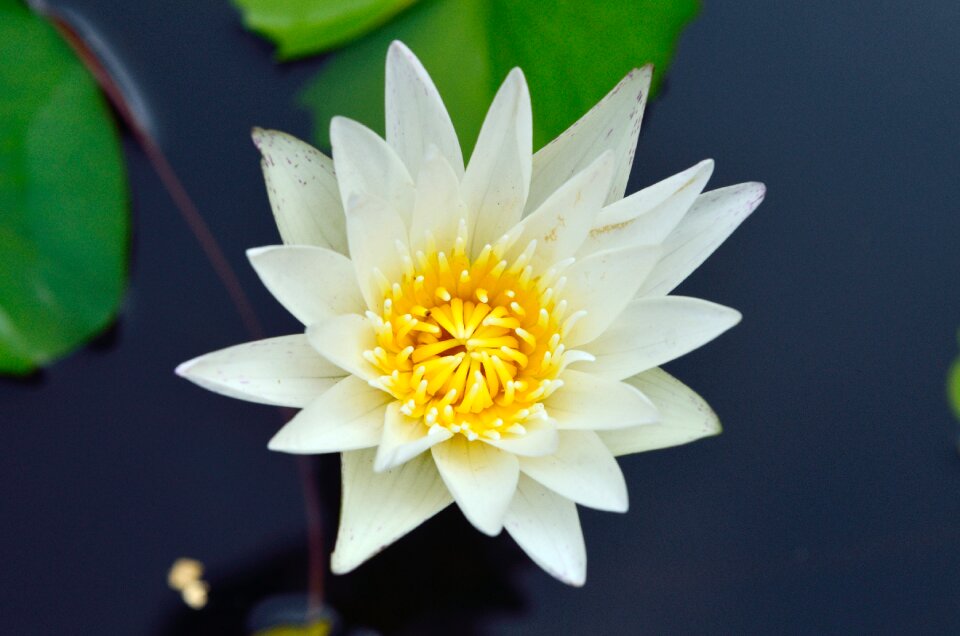 Pond water flowers