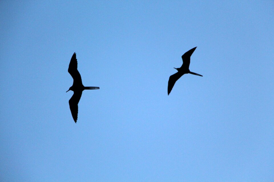 Sky flying seagull photo