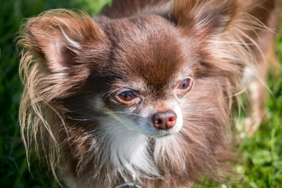 Tongue small small dog