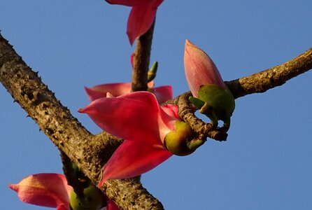 Bombax ceiba cotton tree red silk-cotton photo