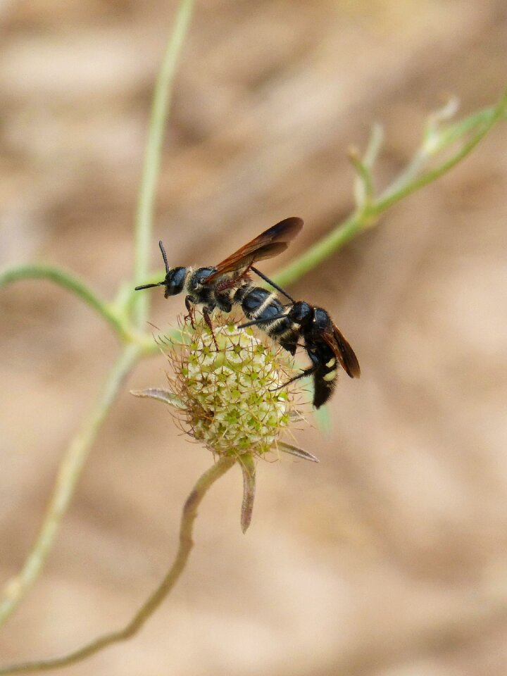 Wild flower mating of insects copulation