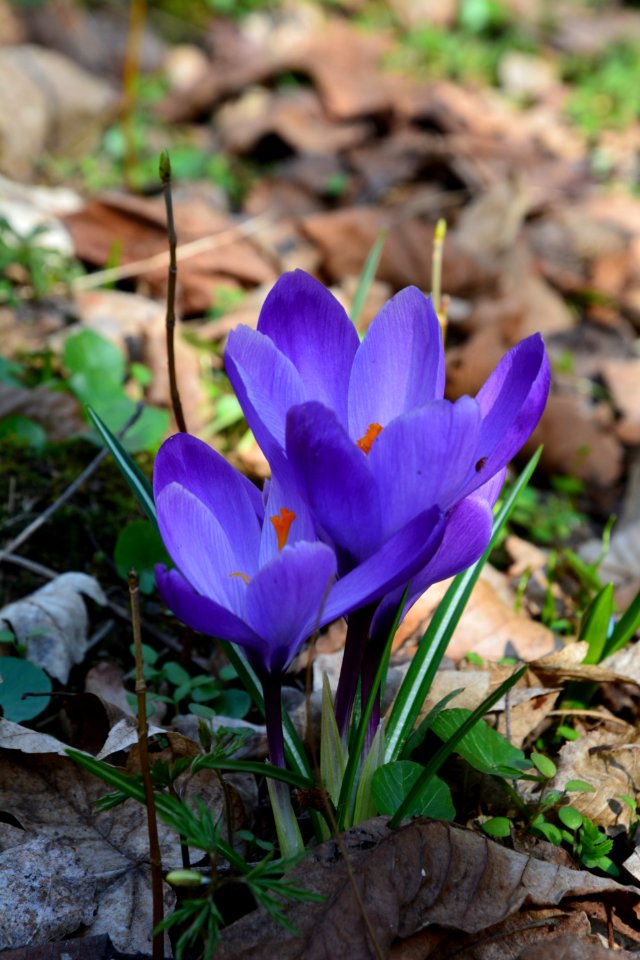 Krokus Vorfrühling Seifersdorfer Tal (2)