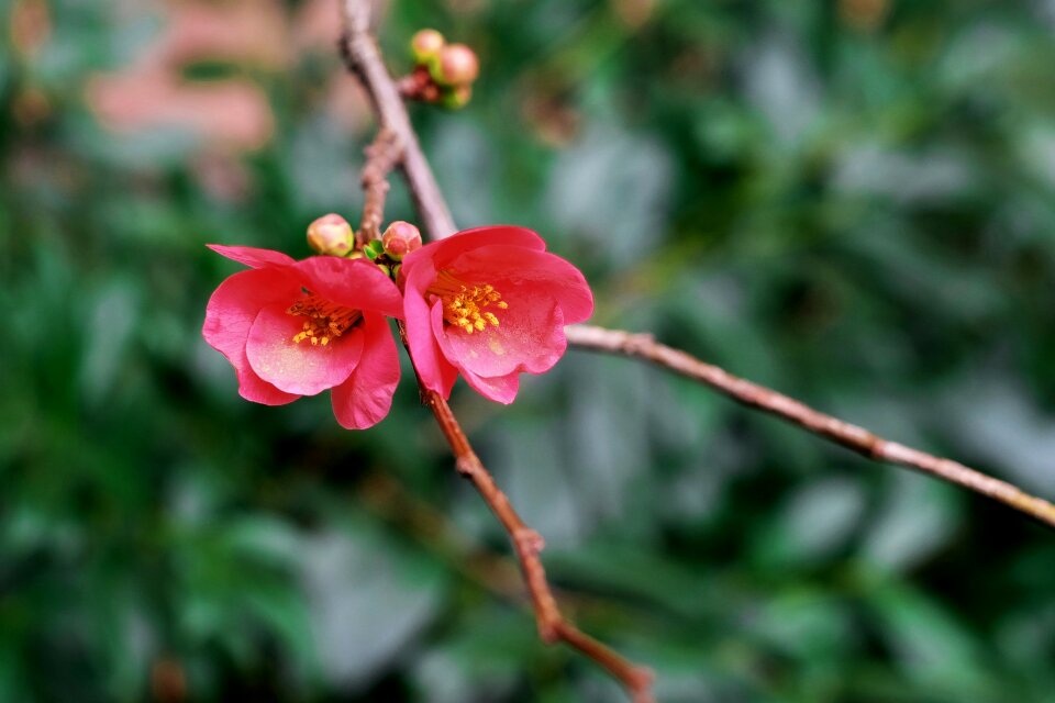 Flowers pink nature