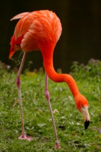 Kubaflamingo.Tierpark.Friedrichsfelde