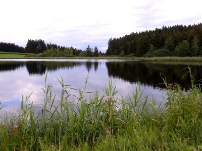 Kuhstallweiher