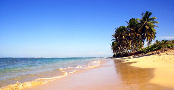 Coconut trees sand shore