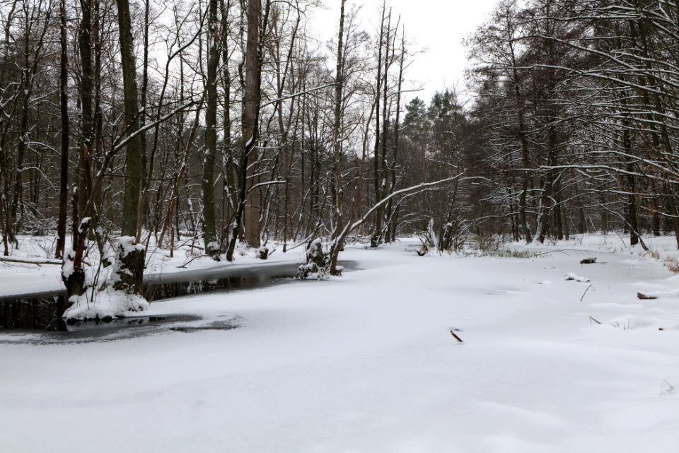 Kuhlake Spandauer Forst with ice and snow 2021-02-09 07