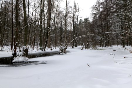 Kuhlake Spandauer Forst with ice and snow 2021-02-09 07