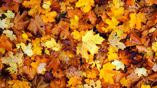 October red season