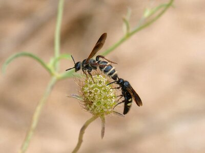 Wild flower mating of insects copulation photo
