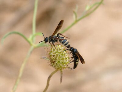 Wild flower mating of insects copulation