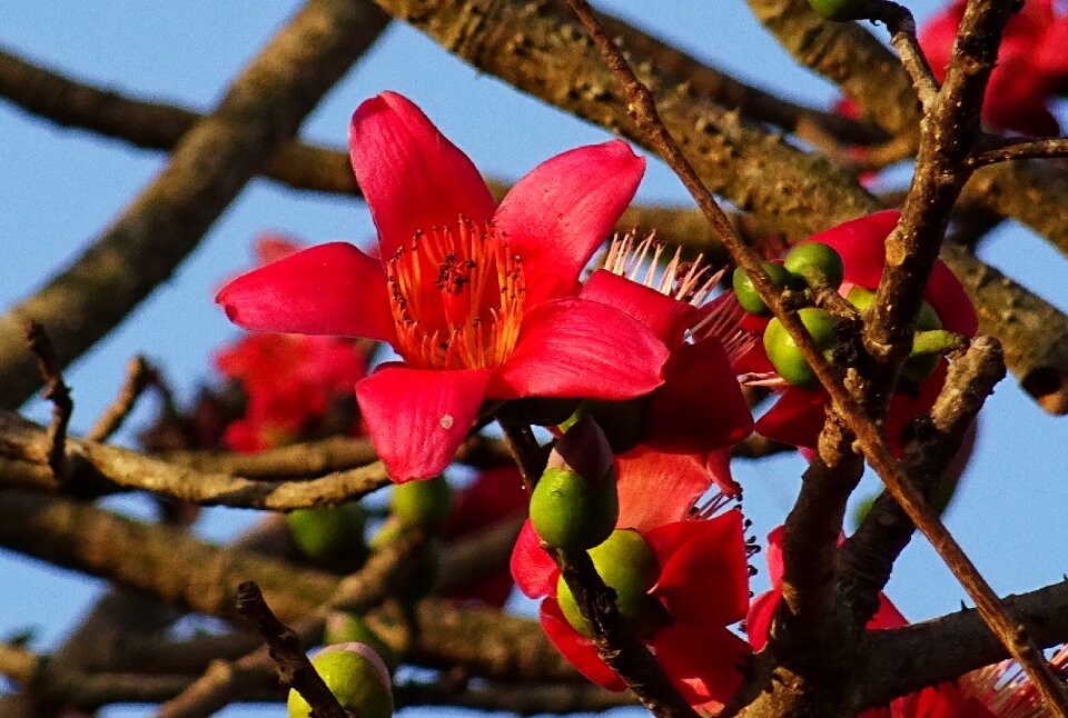 Cotton tree red silk-cotton red cotton tree