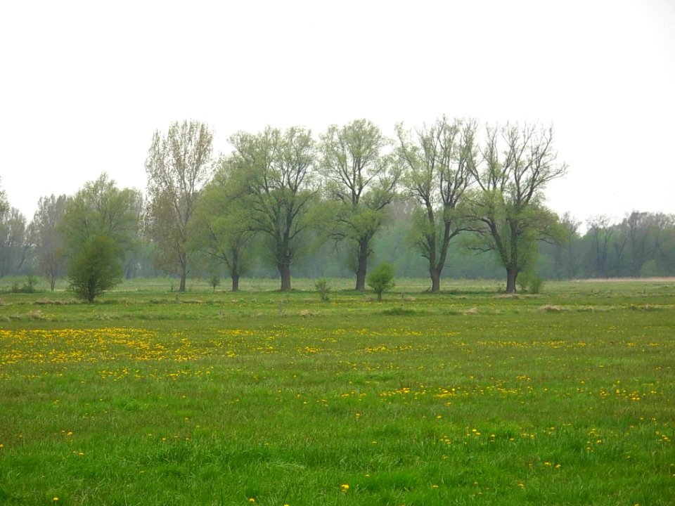 Kujawy łąki nad Notecią