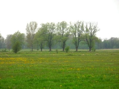 Kujawy łąki nad Notecią