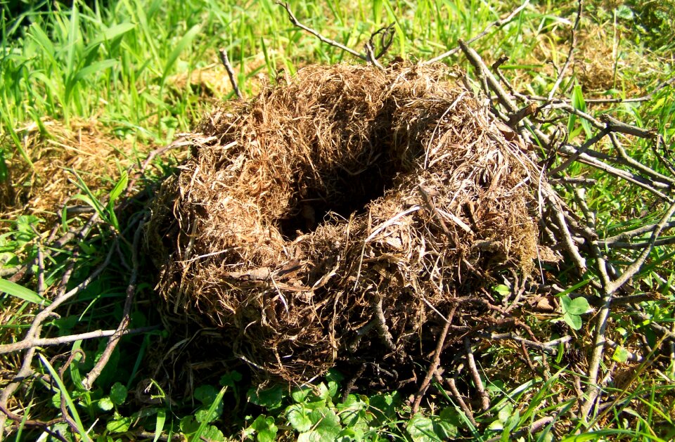 Nest animal structure nature