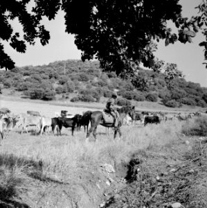 Kudde runderen met een herder te paard in een heuvelachtig en boomrijk landschap, Bestanddeelnr 255-4631