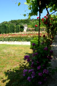 Kronberg, Rosarium im Park von Schloss Friedrichshof (7)