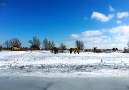Kudde konikpaarden in de Bemmelse Waard photo