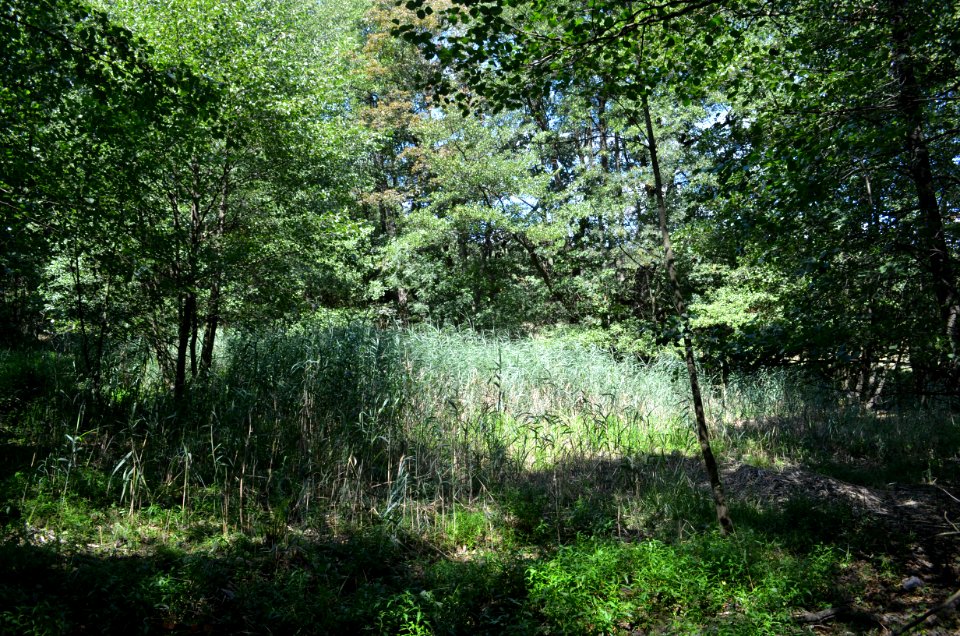Kronberg, NSG Hinterste Neuwiese bei Kronberg (1)