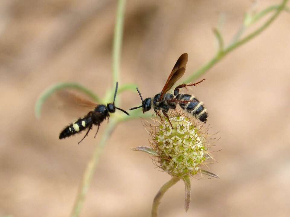 Wild flower mating of insects copulation
