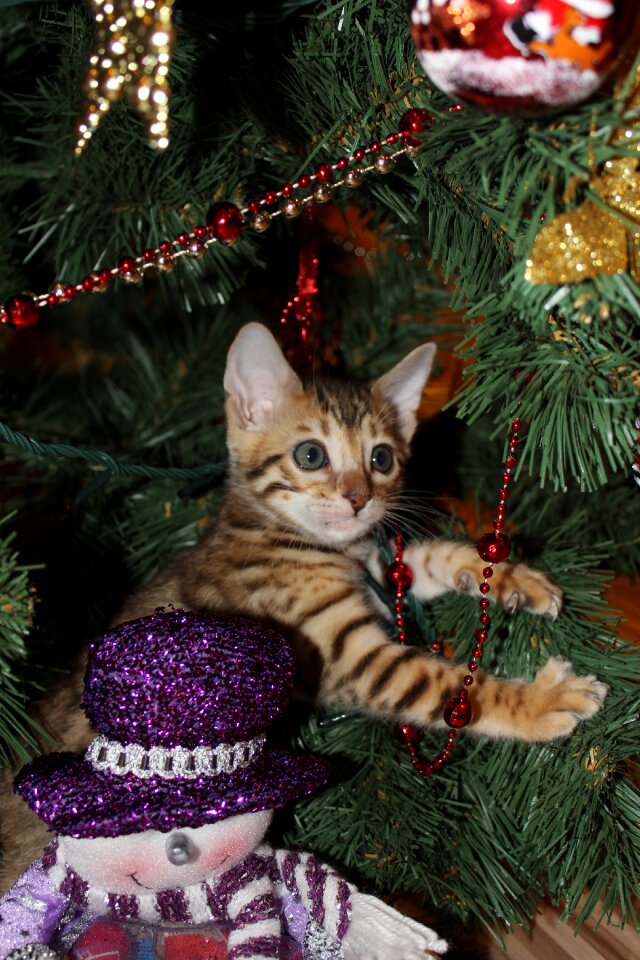 Holiday ornament winter