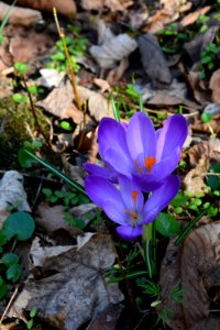 Krokus Vorfrühling Seifersdorfer Tal