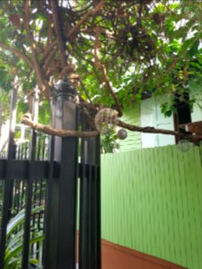 Kudi Chin community - 2017-02-25 (031)