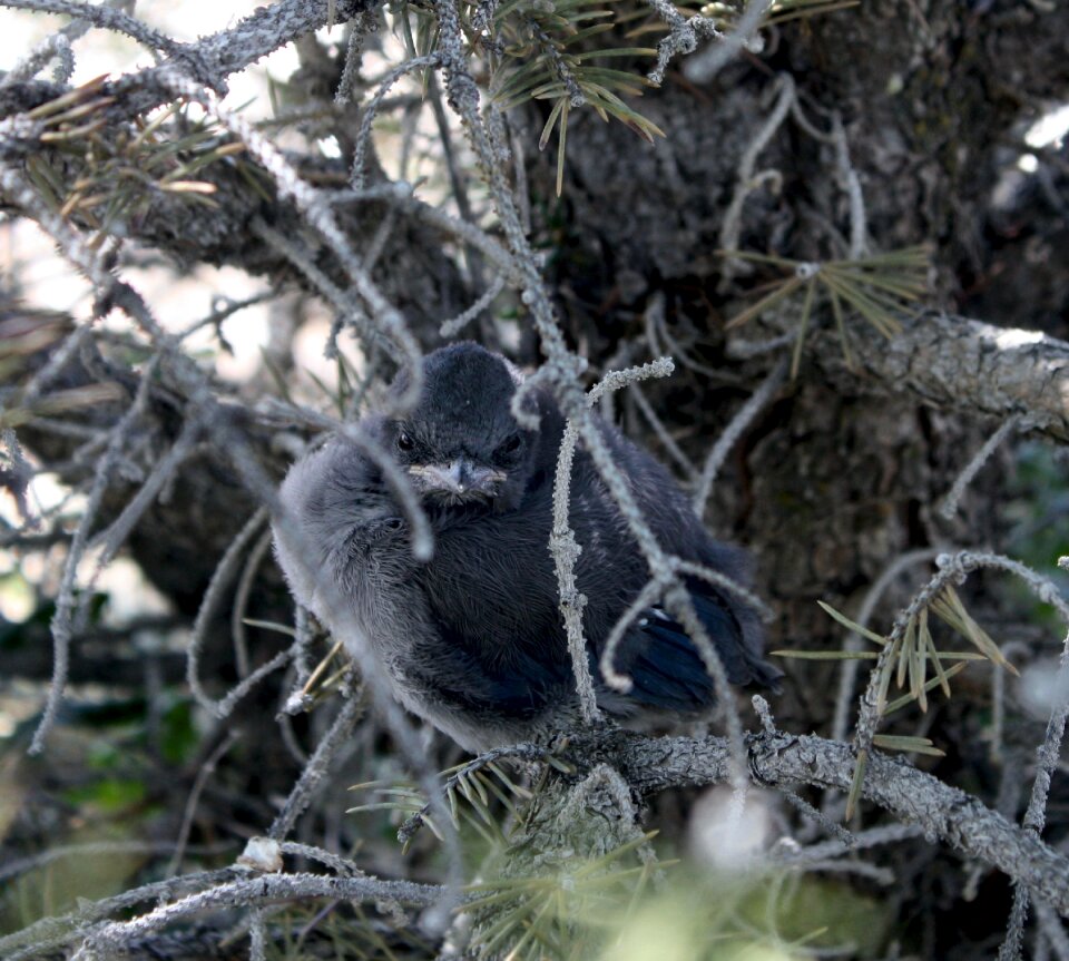 Sitting tree natural