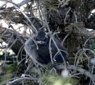 Sitting tree natural