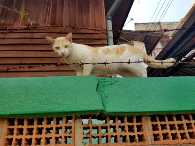 Kudi Chin kitty - 2017-02-25 (002)