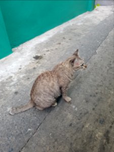 Kudi Chin kitty - 2017-02-25 (010)